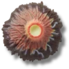 Volcano Eruption Jibbitz™ bedels